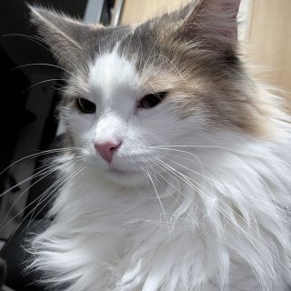 ベルちゃんの写真