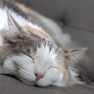 ベルちゃんの写真